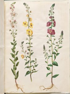 Verbascum blattaria (klase-kongelys); Fénické verbascum (fialová-congelys) od Hans Simon Holtzbecker
