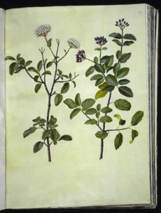 Viburnum tinus (zimní sněhová koule) od Hans Simon Holtzbecker