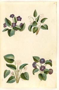 Viola odorata (marts-viol) od Hans Simon Holtzbecker