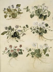 Viola odorata (marts-viol) od Hans Simon Holtzbecker