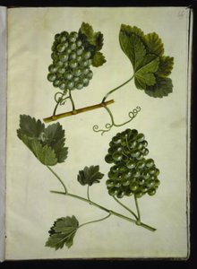 Vitis vinifera (obyčejné víno) od Hans Simon Holtzbecker
