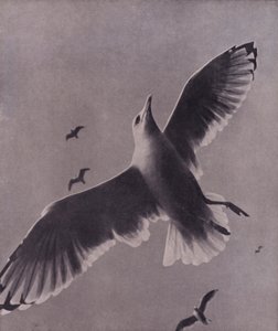 Rychlá a vzletná, Meredith (černobílá fotografie)