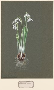 Galanthus nivalis L. Sněženka, c1903-1915. od Harold Drinkwater