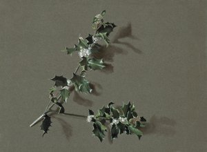 Ilex aquifolium L. Cesmína obecná, c1870-1920. od Harold Drinkwater