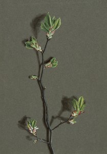 Ulmus glabra Huds Wych Elm, c1870-1920. od Harold Drinkwater