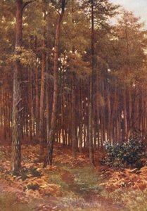 Hlubiny jedlového lesa, Ripley (barevná litografie)