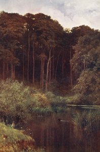 Woodland Depths, Wotton (barevná litografie) od Harold Sutton Palmer