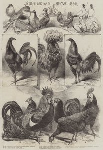 Birminghamská show 1858 od Harrison William Weir