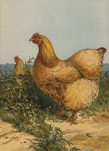 Buff Cochin Hen (chromolitho) od Harrison William Weir