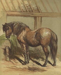 Charlie, kůň od Harrison William Weir