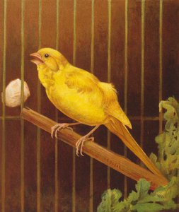 Dickie Bird (barevná litografie) od Harrison William Weir