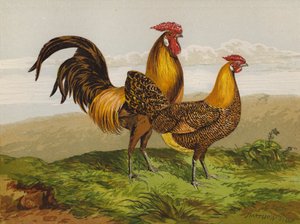 Hamburky se zlatou tužkou (chromolitho) od Harrison William Weir