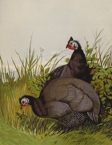 perličky (chromolitho) od Harrison William Weir