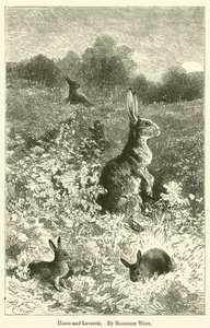 Zajíci a Leverets od Harrison William Weir