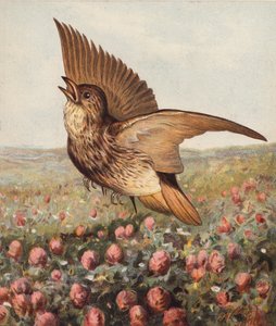 V jeteli (barevná litografie) od Harrison William Weir
