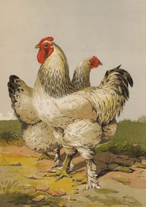 lehký brahmas (chromolitho) od Harrison William Weir