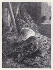 Little Robin Safely Housed (rytina) od Harrison William Weir
