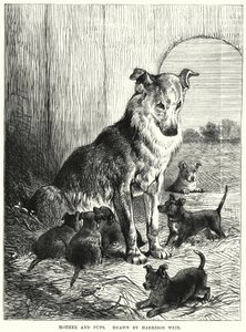 Matka a štěňata (rytina) od Harrison William Weir