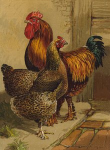 Partridge Cochins (chromolitho) od Harrison William Weir