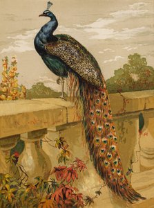 páv (chromolitho) od Harrison William Weir