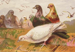 Holubi (barevná litografie) od Harrison William Weir