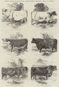Prize Cattle na výstavě Royal Agricultural Society
