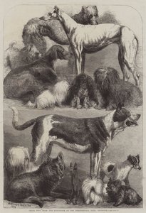 Cena psů z výstavy v Agricultural Hall, Islington od Harrison William Weir