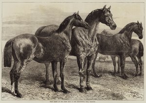Ocenění koně na koňské výstavě v Agricultural Hall, Islington od Harrison William Weir