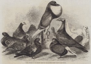 Cena holubů na nedávné výstavě Halifax Fancy Pigeon Association