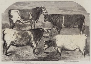 Cena Shorthorns na výstavě Royal Agricultural Society