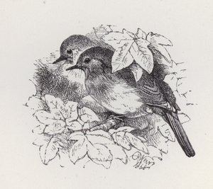 Robins (rytina) od Harrison William Weir