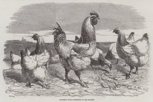 Shanghae Fowls představený Jejímu Veličenstvu