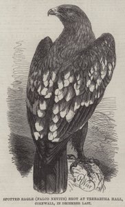 Spotted Eagle (Falco Nevius) střílel v Trebartha Hall, Cornwall, v prosinci minulého roku od Harrison William Weir