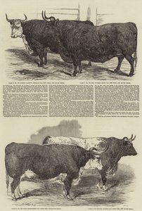 Výroční výstava klubu Smithfield