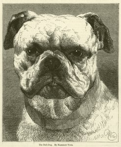 Pes Bull-Dog