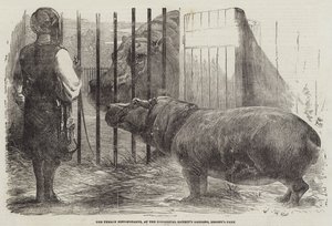 Hroší samice, v zahradě zoologické společnosti, Regent