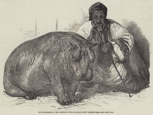 Hroch, v zahradách zoologické společnosti, Regent