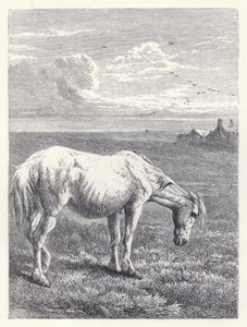 Starý kůň (rytina) od Harrison William Weir