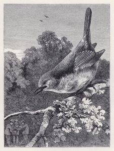 Robin Watching the Boys with the Nest (rytina) od Harrison William Weir
