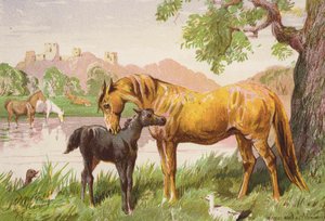 Zničený hrad (barevná litografie) od Harrison William Weir