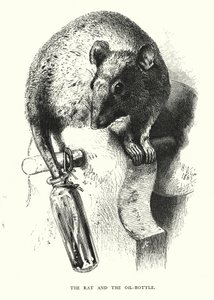 Krysa a láhev s olejem (rytina) od Harrison William Weir