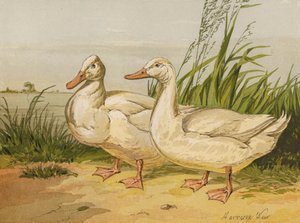 White Aylesbury Ducks (chromolitho) od Harrison William Weir