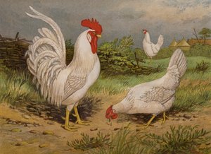 Bílé leghornky (chromolitho) od Harrison William Weir