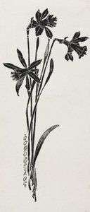 Narcisy
