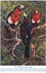 Crimson Crested Barbets, ilustrace z 