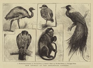 Nová zvířata v zoologické zahradě od Harry Hamilton Johnston