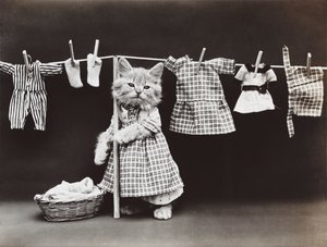 Série Kitties: 1914 (stříbrný tisk)