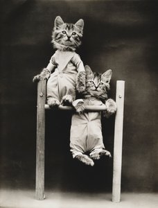 Série Kitties: 1914 (stříbrný tisk)