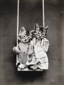 Série Kitties: 1914 (stříbrný tisk)