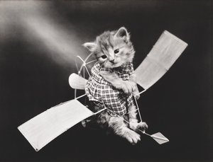 Série Kitties: 1914 (stříbrný tisk)